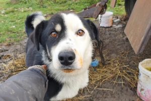 Dog Chained to a Truck and Left to Freeze for a Crazy Reason - Rescued