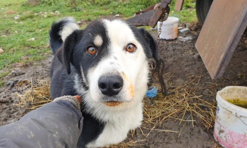 Dog Chained to a Truck and Left to Freeze for a Crazy Reason - Rescued