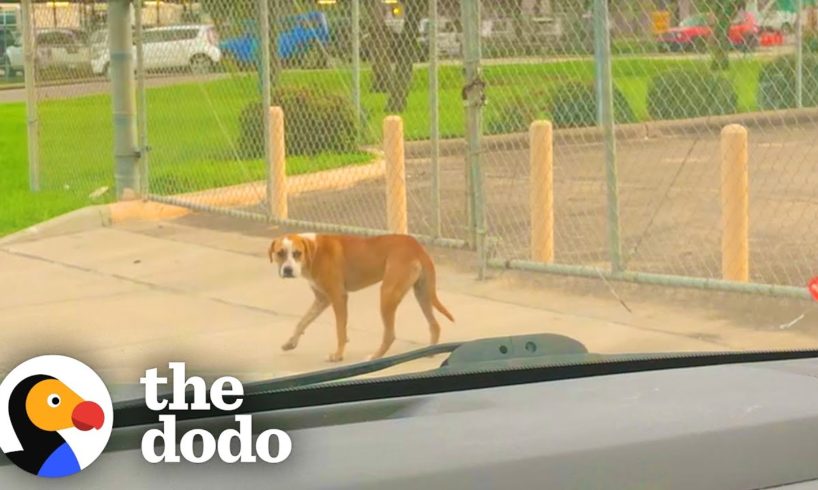 Dog Found Wandering Around Airport Doesn't Trust Humans | The Dodo
