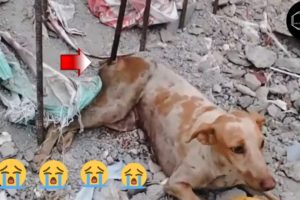 Dog In Pain Begging For Help| Rescue Dog Videos| Rescue Animals Official-ARO