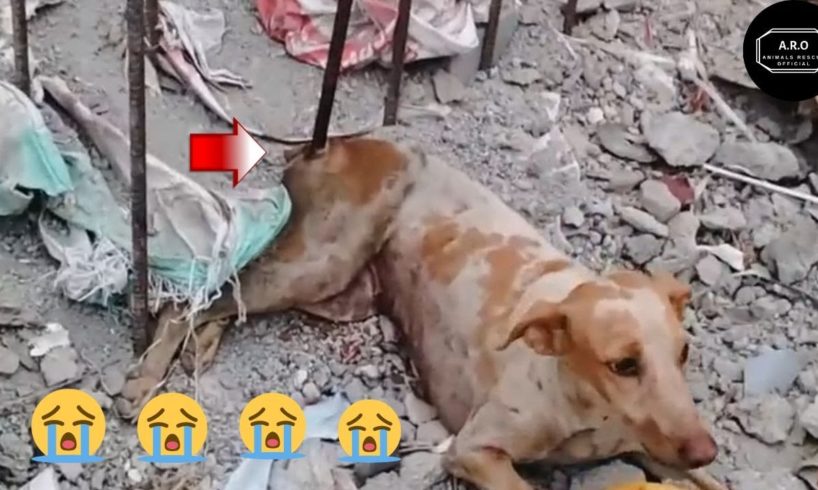 Dog In Pain Begging For Help| Rescue Dog Videos| Rescue Animals Official-ARO