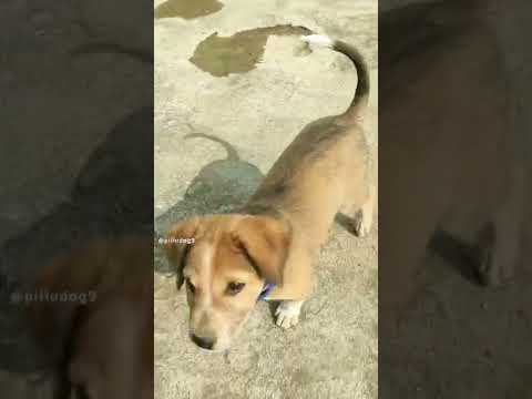 Dog Sit #dog #dogs #shorts #short #animals #shortvideo #youtubeshorts