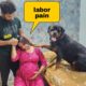 Dog can't see his owner in pain | Rottweiler | cute animals