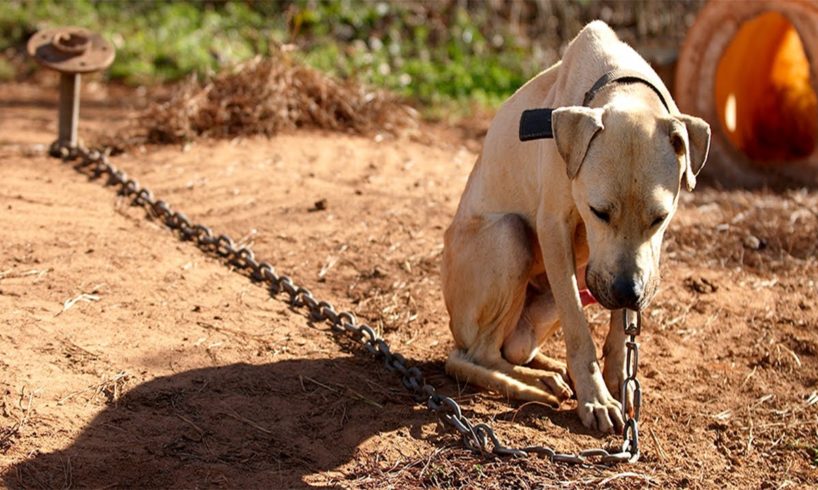 Dog chained his whole life is finally free - million love rescue video