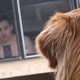 Dog finally gets to meet the neighbor he fell in love with from across the street