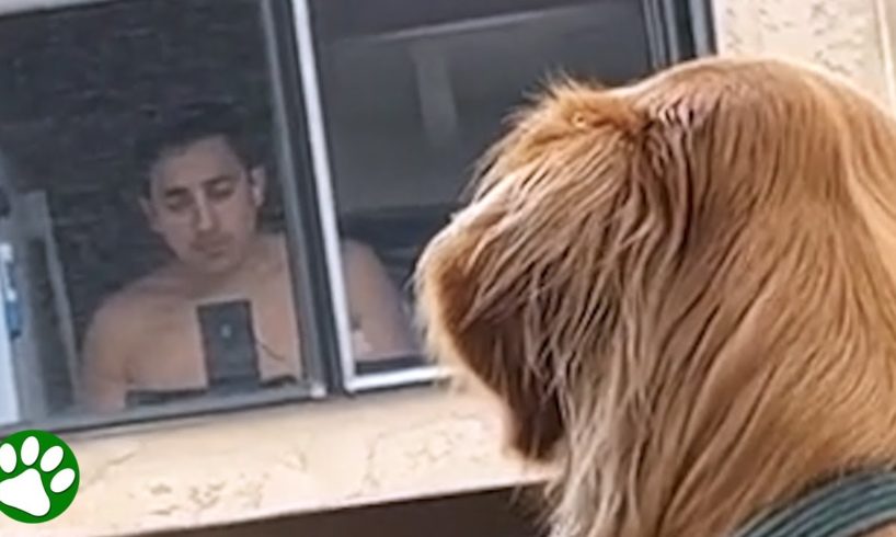 Dog finally gets to meet the neighbor he fell in love with from across the street