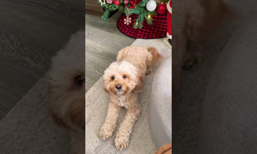 Dog has the cutest puppy dog eyes you will ever see… 🥺 #dog #cute #puppy #shorts
