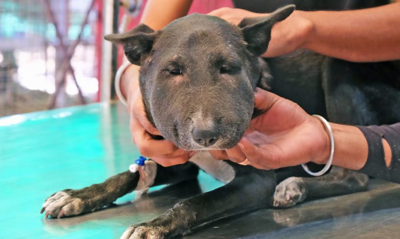 Dog with life-threatening abscess saved and transformed.