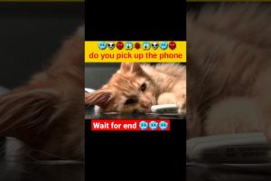 Dogs Doing Funny Things Tik Tok ~ Cutest Puppies TIKTOK Compilation ~ Fluppy