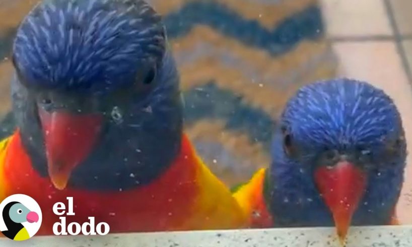 Dos pájaros enamorados visitan el balcón de esta dama todos los días | Corazones Salvajes | El Dodo