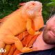 Dragón naranja ciego y chico son los mejores amigos | Almas Gemelas | El Dodo