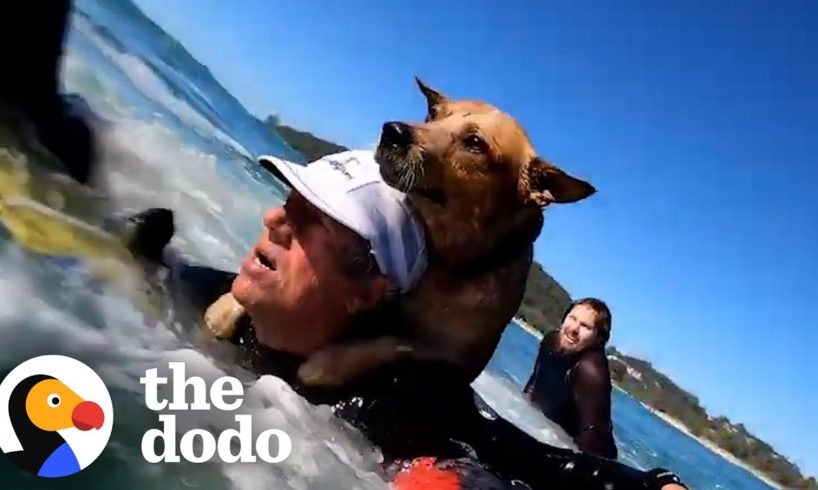 Drowning Dog Saved With Hydrofoil | The Dodo Soulmates