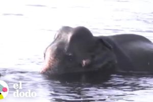 Elefante a punto de ahogarse recibe ayuda | El Dodo