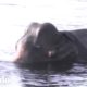 Elefante a punto de ahogarse recibe ayuda | El Dodo