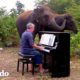 Elefante rescatado tiene la reacción más dulce a la música | El Dodo