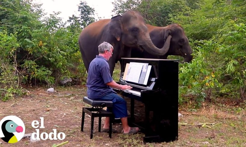 Elefante rescatado tiene la reacción más dulce a la música | El Dodo