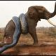 Elephant Failed Miserably When Fighting Giant Python That Was Too Strong