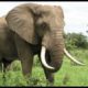 Elephant Sound Effects