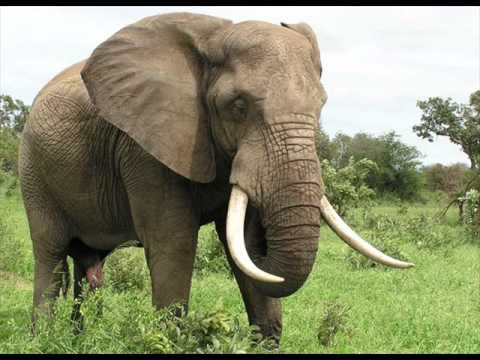 Elephant Sound Effects