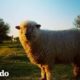 Esta oveja rescatada... ¿se cree perro? | El Dodo