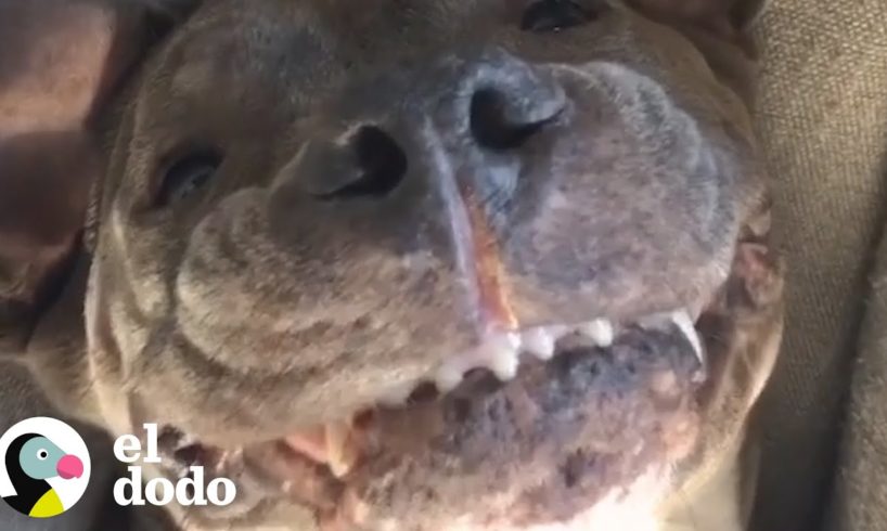 Este perro tiene un alter ego | El Dodo