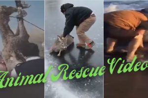 Everything You Need to Know About Animal Rescue Moments | Ramkay Wild World