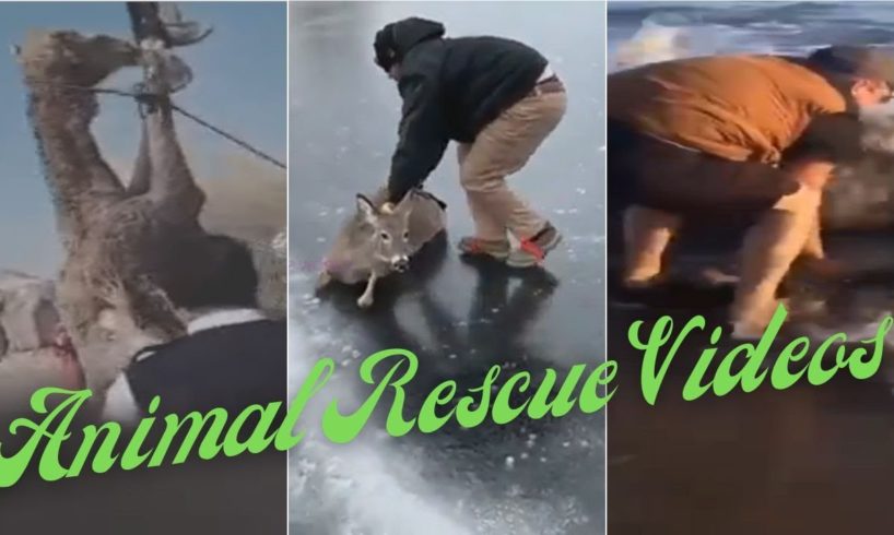 Everything You Need to Know About Animal Rescue Moments | Ramkay Wild World