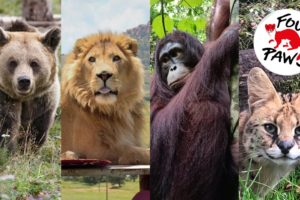 FOUR PAWS sanctuaries for rescued animals 🦁🐯🐻🦊 | FOUR PAWS | www.four-paws.org.au