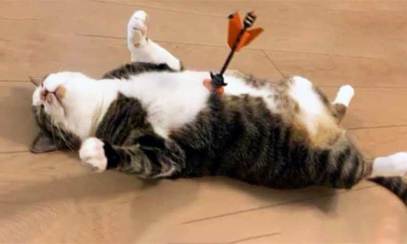 FUNNY CAT MEMES COMPILATION OF 2022 PART 73