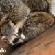 Familia de mapaches quedan estancados en basurero | El Dodo