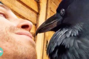 Family Gives Up On Raven So He Bonds With Man Instead | Cuddle Birds