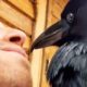 Family Gives Up On Raven So He Bonds With Man Instead | Cuddle Birds