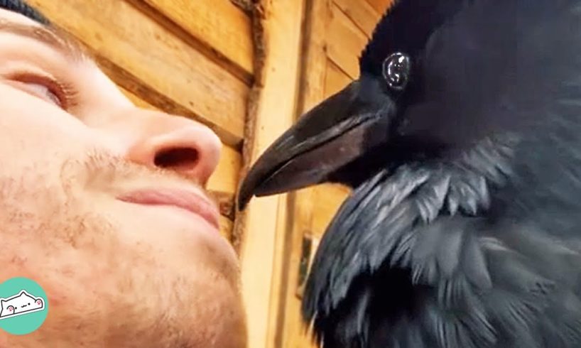 Family Gives Up On Raven So He Bonds With Man Instead | Cuddle Birds