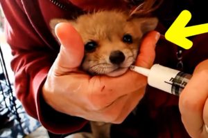 Family Rescues Baby Fox That Confused Their Dog For Its Mom