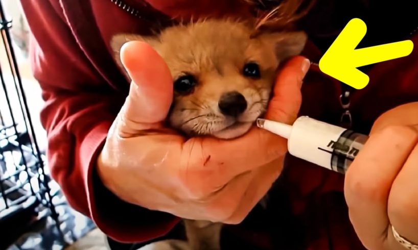 Family Rescues Baby Fox That Confused Their Dog For Its Mom