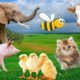 Farm animals, animal sounds: cow, chicken, pig, elephant, duck, cat sound