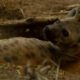 Female Dominance Over Male Hyenas | Animals In Love | BBC Earth