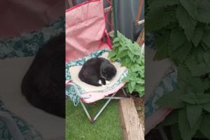 Feral Kitten Napping Under Catnip Bush