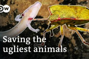 Fighting to preserve ugly species | DW Documentary