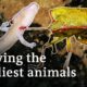 Fighting to preserve ugly species | DW Documentary