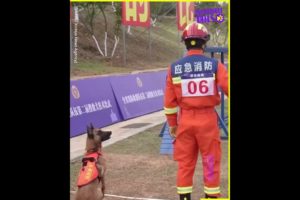 Fire Rescue dogs train in a skill competition 🐕🔥 | SWNS