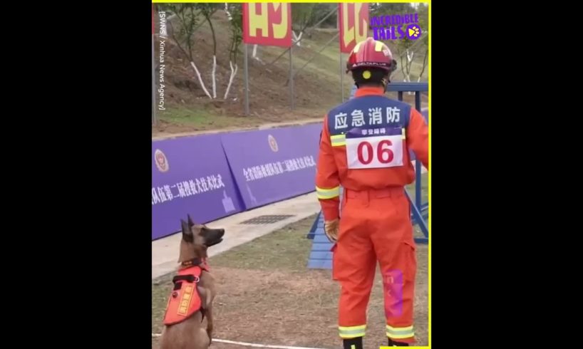 Fire Rescue dogs train in a skill competition 🐕🔥 | SWNS