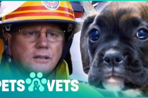 Firefighters Save These Pups From A Burning Building | Animal Rescue | Pets & Vets