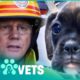Firefighters Save These Pups From A Burning Building | Animal Rescue | Pets & Vets