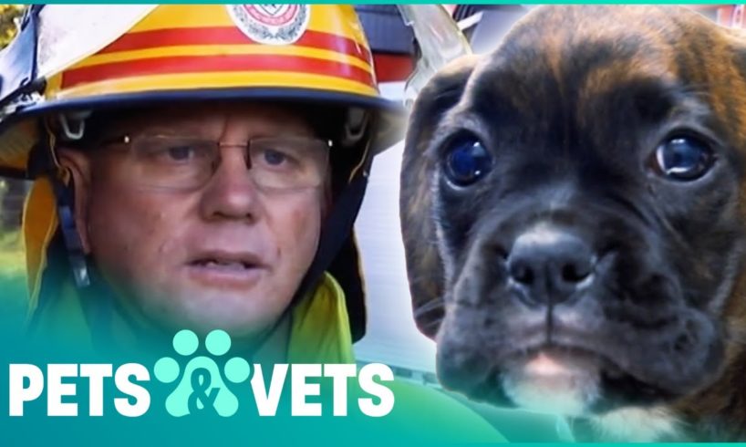 Firefighters Save These Pups From A Burning Building | Animal Rescue | Pets & Vets