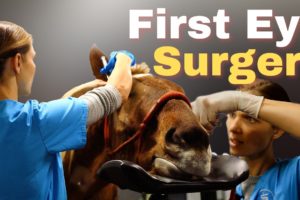 First Eye Surgery - Horse Shelter Heroes S3E41