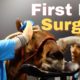 First Eye Surgery - Horse Shelter Heroes S3E41