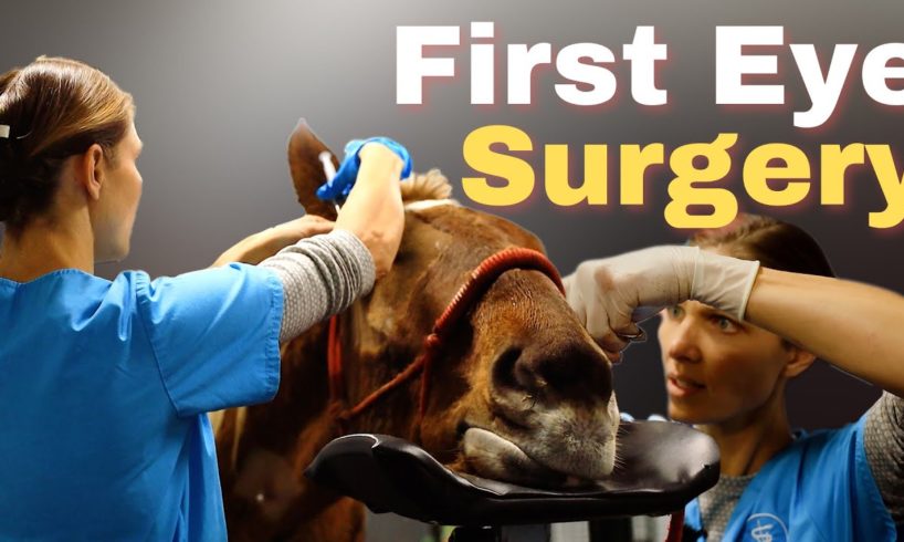 First Eye Surgery - Horse Shelter Heroes S3E41