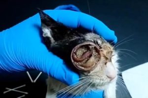 😭 Flushing maggots out of a cat wound || cat covered in maggots😭