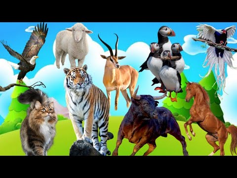 Food of animals: elephant, duck, horse, goat, giraffe animal sounds, relaxing music